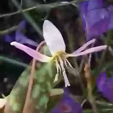 Dens Canis Rose Queen